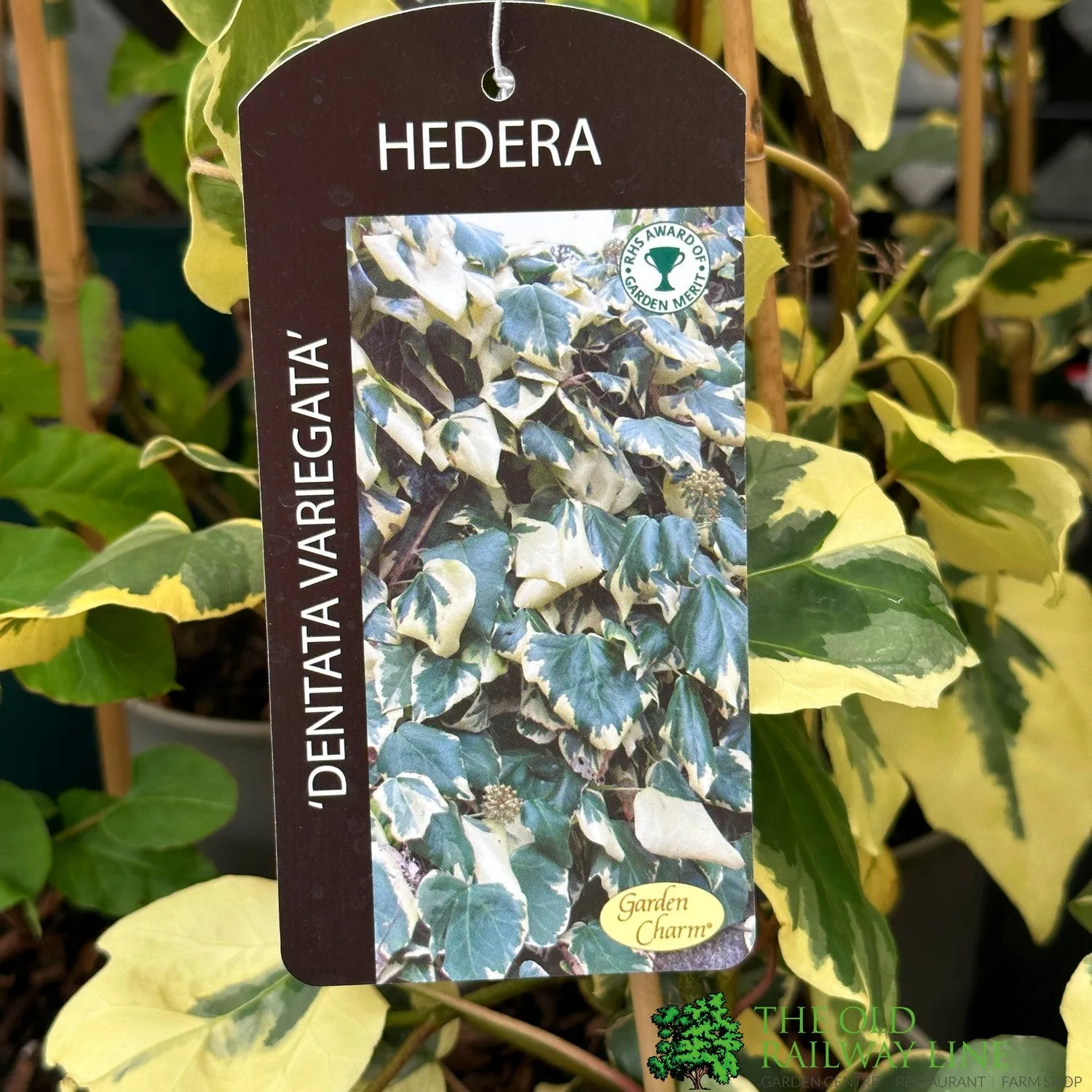 Hedera Dentata 'Variegata' Climber 3Ltr Pot