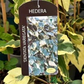 Hedera Dentata 'Variegata' Climber 3Ltr Pot